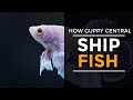 How To Ship Tropical Fish #shiptropicalfish #guppycentral #howto