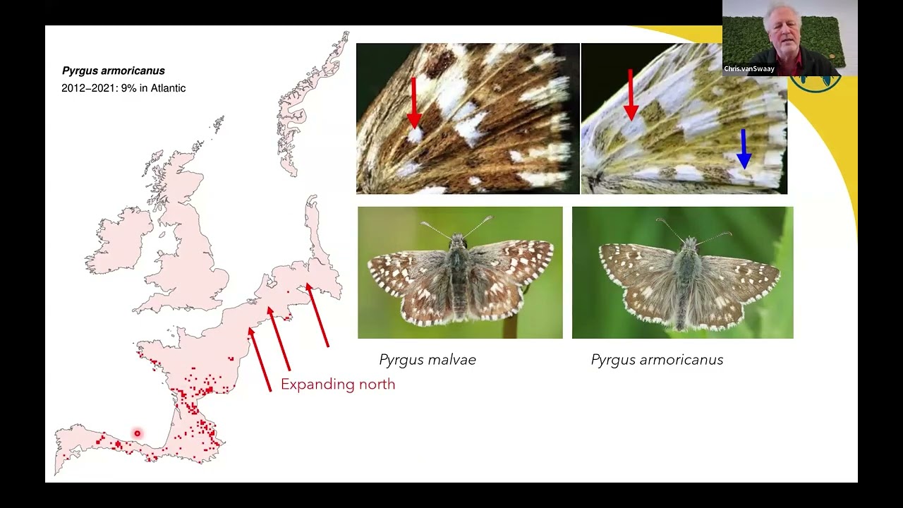 2 EPIC Masterclass - Advanced Level 3 // Atlantic butterflies