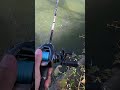 Japanese Catfish💥 #fishing #catfish