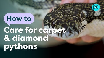 How to take care of carpet and diamond #pythons | PET CIRCLE
