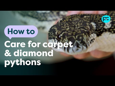 Carpet Python Care: A Vet's Guide for Beginners