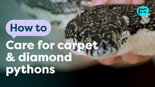 Famous How to take care of carpet and diamond #pythons | PET CIRCLE Net Worth