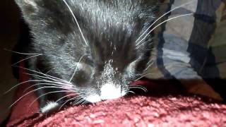 WHY DOES MY CAT SUCK/NURSE ON MY BLANKET, COUCH ECT?!