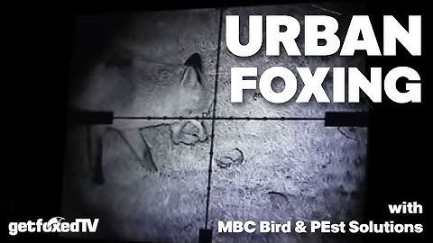 Urban Foxing in Dorset with MBC Bird and Pest Solutions