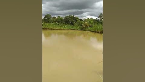 câu cá lóc khủng Daklak