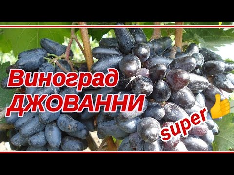 виноград Г/Ф ДЖОВАННИ - YouTube