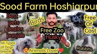 Sood farm hoshiarpur ||free zoo|| domestic pets and birds at cheap price|| place for animals lover