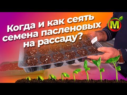 Когда сеять томаты, перцы и баклажаны? Советы по выращиванию рассады от профессора!