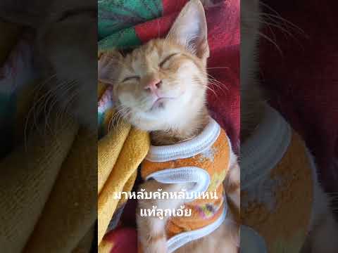 สถาพคนหนีแม่ไปเที่ยวมา #ฝากกดติดตามด้วยนะคะ #subscribe #ทาสเเมว