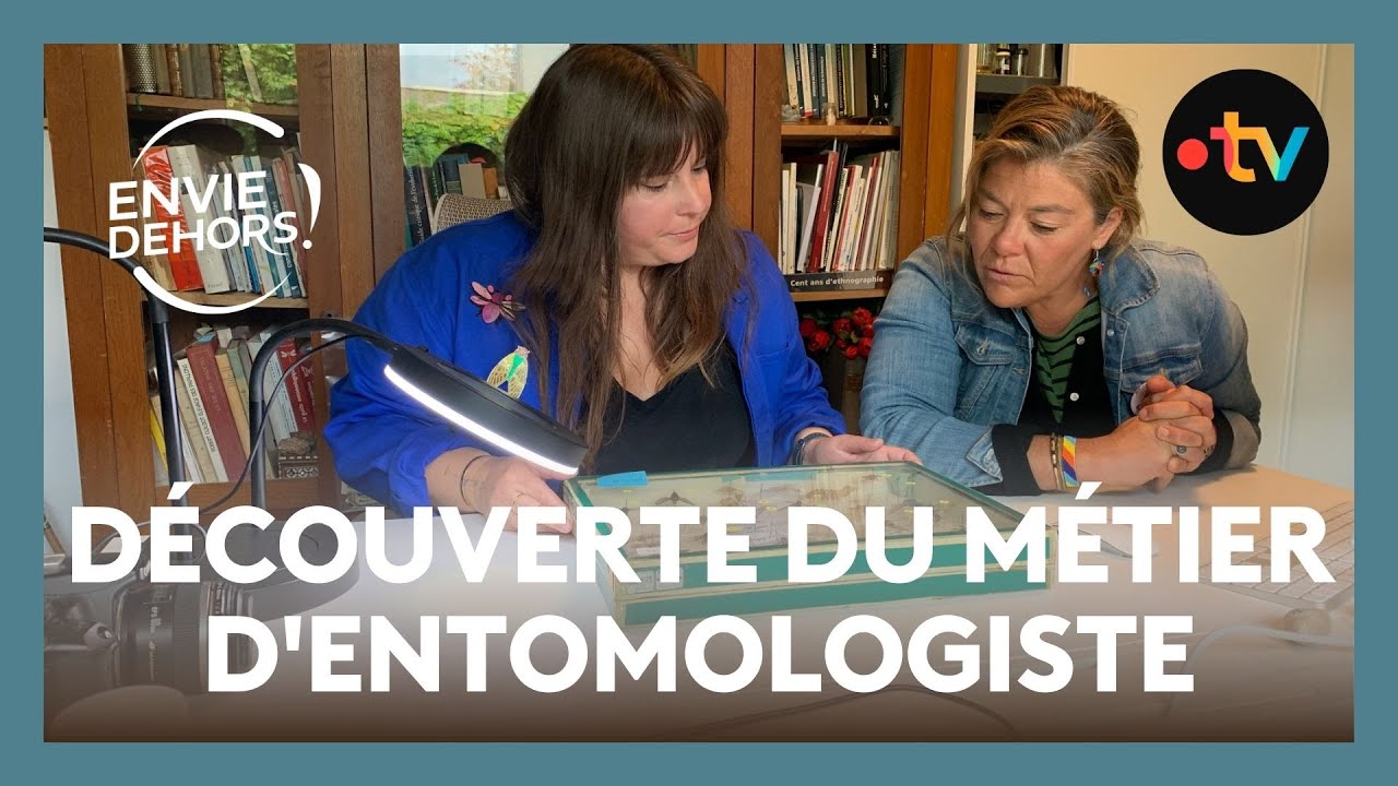 "Je restaure des insectes" : découverte du métier d'entomologiste