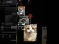 #cat #fypシ