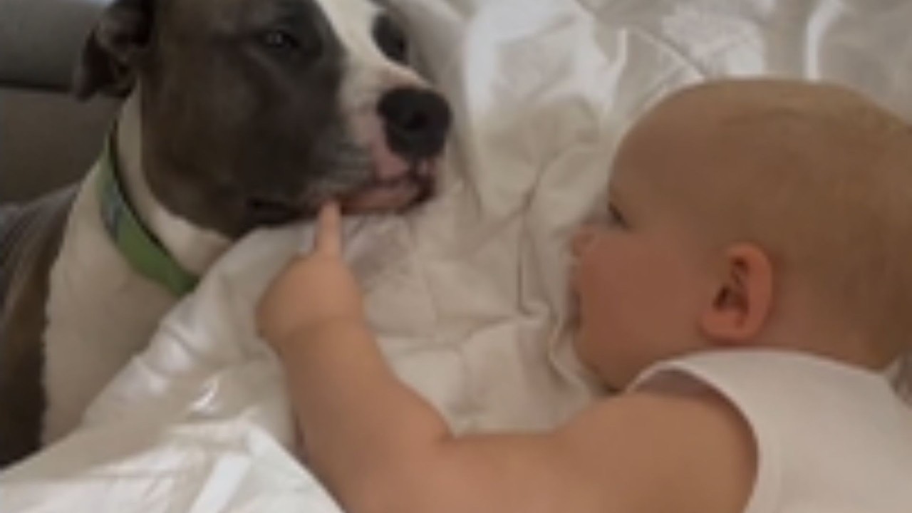 When Big Dogs Choose A Baby — And Never Let Go 😭