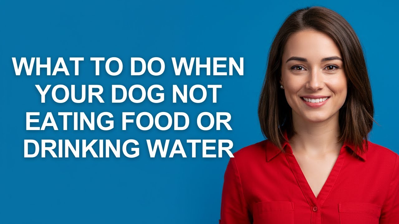 What to Do When Your Dog Not Eating Food Or Drinking Water - AshleyHowTo