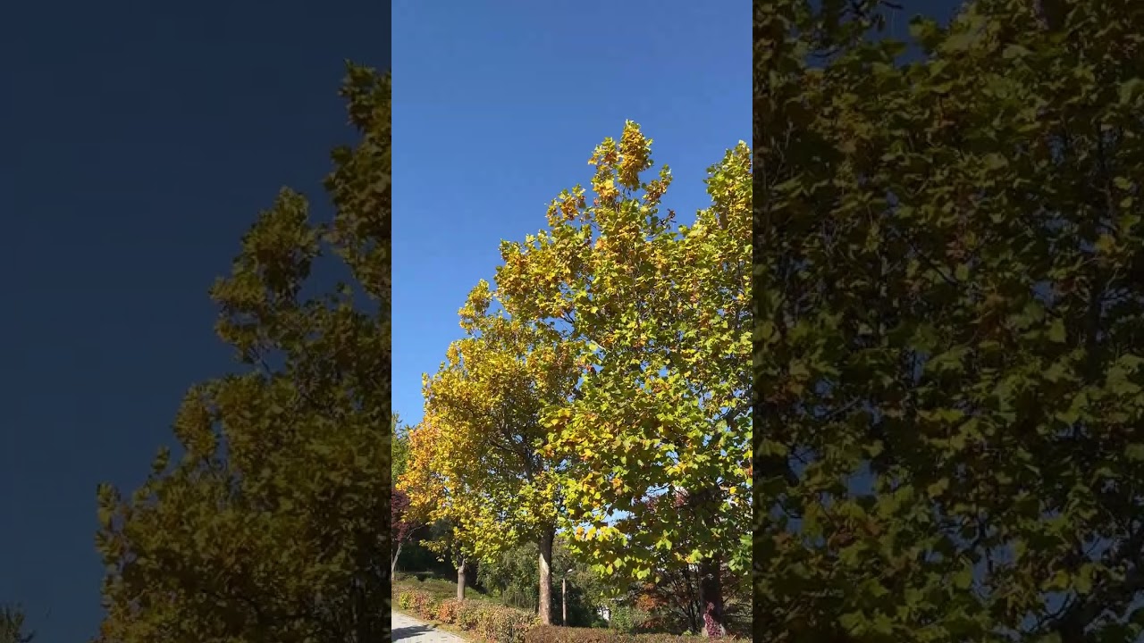 인천 영종도 씨사이드 파크 영종진 공원 Yeongjongjin Park, Yeongjongdo Seaside Park, Incheon(2025.11.3)