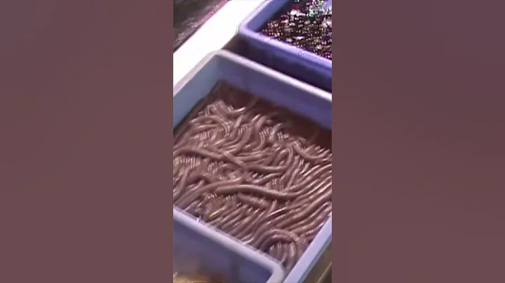 Viewing Fresh Food at a Restaurant in China - DayDayNews
