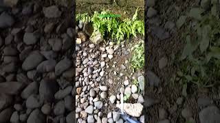 Weird Worm