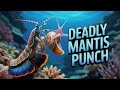 What Makes the Mantis Shrimp So Powerful? Animal Kingdom