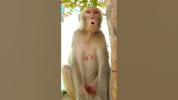 bandar ki aawaz funny #monkey #bandar #monkeyvideo