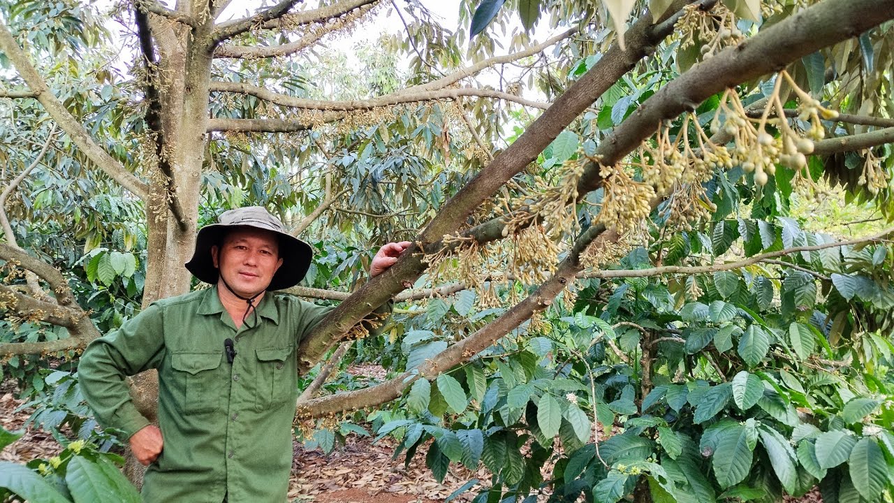 Dưỡng bông sầu riêng khi bông được khoảng 20 ngày để bông khỏe đẹp 