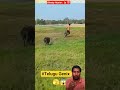 🚀 I Won't Leave U Hunter 🐖 🐷 #pig #hunter #viral #trending #trend