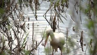 Storch frißt in flachen Wasser screenshot 2