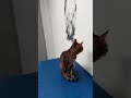 𝐄ꭑυ𝗌 𝗏𝖾𝗍 𝗏𝗂𝗌𝗂𝗍 🐈⬛
