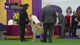 Anatolian Shepherd Dog | Breed Judging (2019)