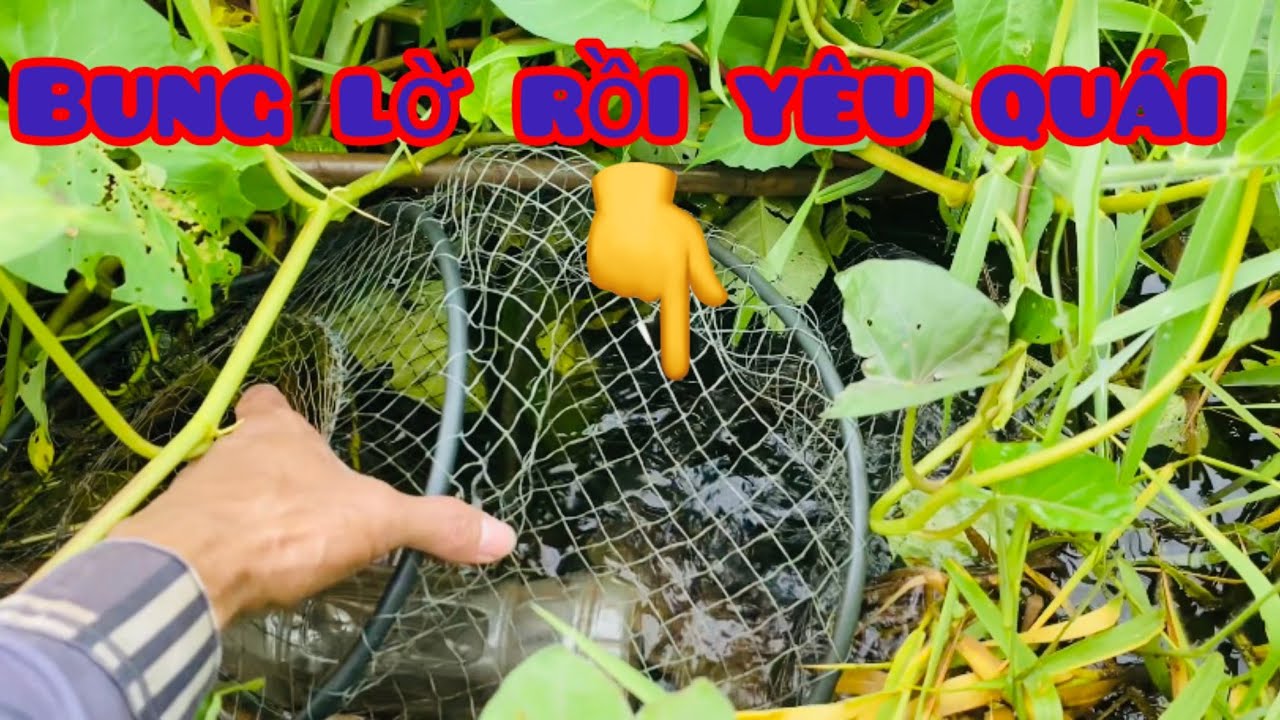 Thăm lờ mùa nước lũ lụt#TinDVDL@.cơm 