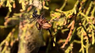 SpiderVsDragonI02