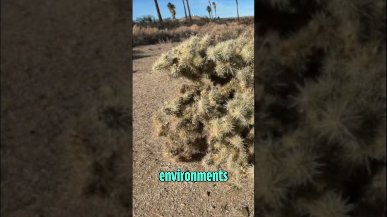 Full-Time Dog Travel: What You NEED to Know