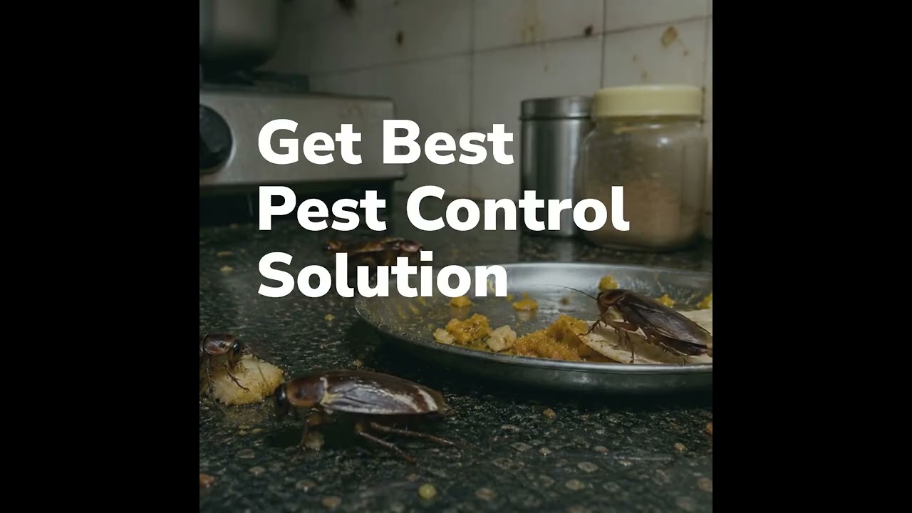 🐜 Looking for the Best Pest Control Service Near Me?  Span Shield - Pest Management Company