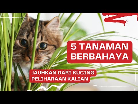 Video: Apakah lilac beracun bagi kucing?