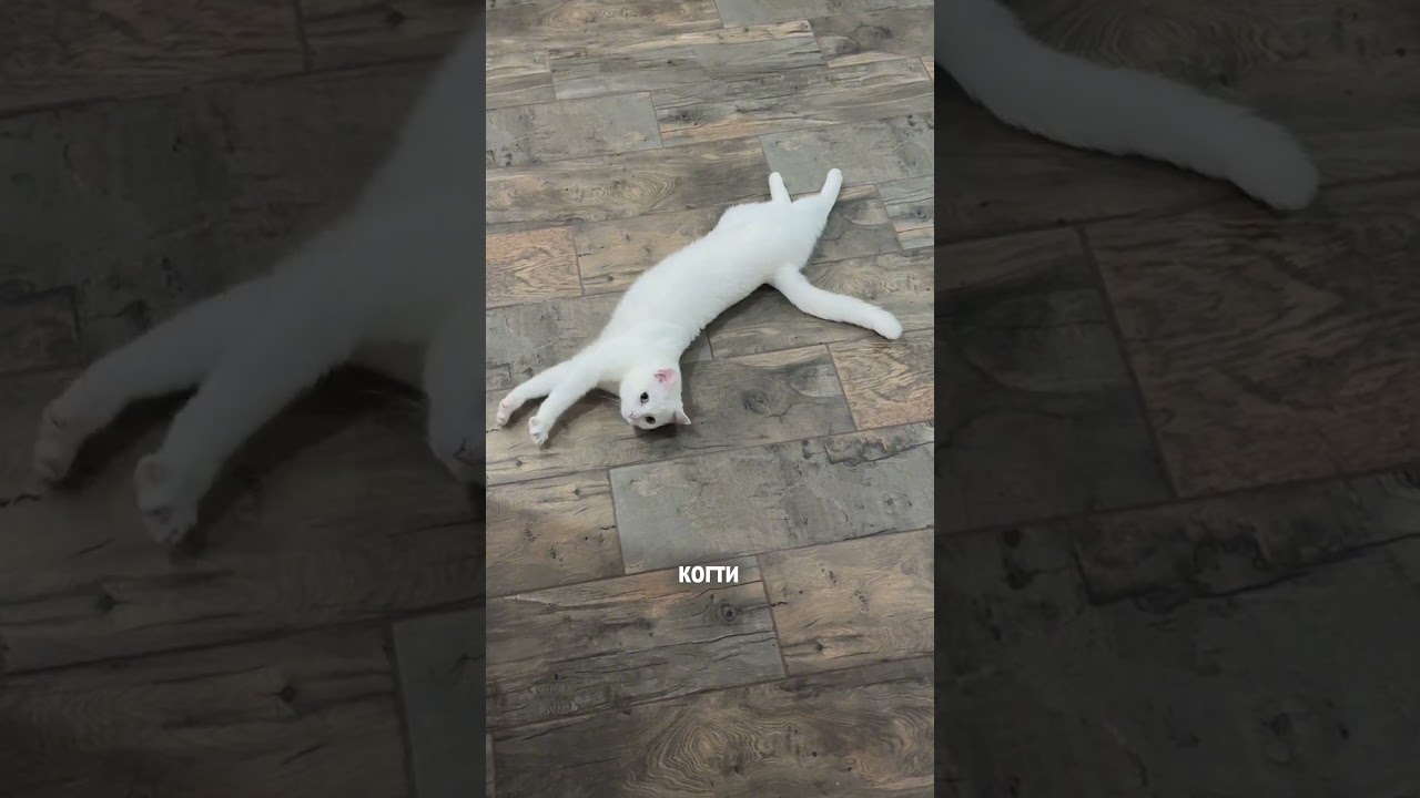 нейтрализатор с WB - артикул 