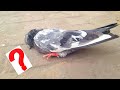 Try To Save Pigeon Life What Happened Next || Hashim Mahmood Pigeons