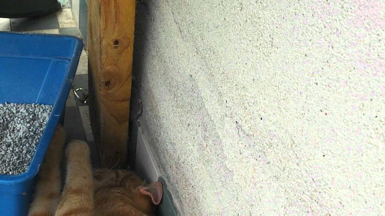 cri de détresse d'une souris face a un chat. - YouTube