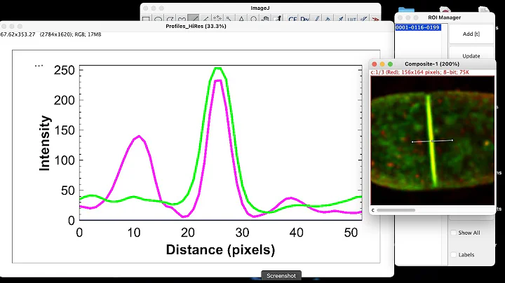 How to plot profile intensity for multiple fluorescence images in ImageJ