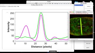 How to plot profile intensity for multiple fluorescence images in ImageJ