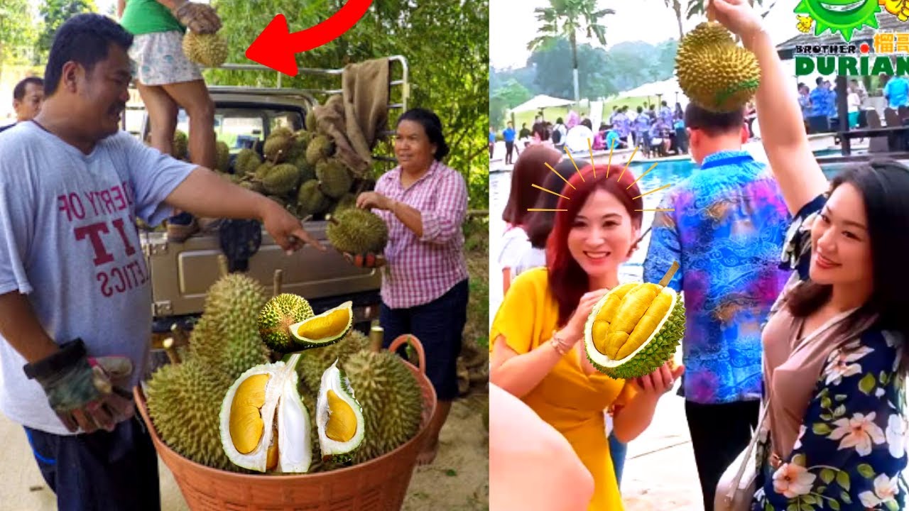 Durian Season 2021 Durian Musang king || Durian tembaga super || DURIAN DURIAN