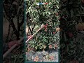 Traditional Rambutan Harvesting Secrets From High Up The Tree