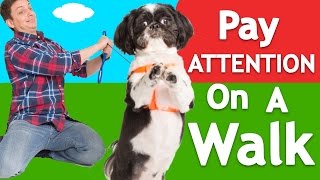 How to Teach ANY Dog to Walk Nicely on Leash! screenshot 1