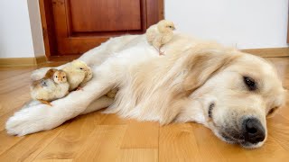 Cute Baby Chicks think the Golden Retriever is their Mom! by Buddy 8,633 views 1 month ago 1 minute, 45 seconds
