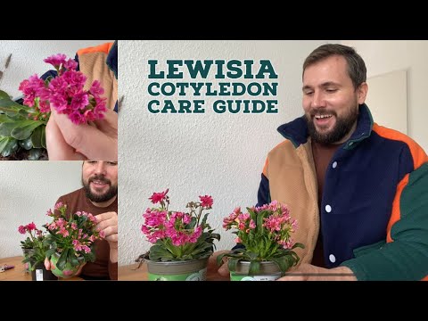 Video: Silky Levisia Petals