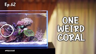 Adding the last corals | Ep.62