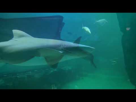 Os animais na Austrália