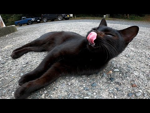 野良猫がこっちを見ていたので近づいてナデナデしようとしたら黒猫が割り込んできた