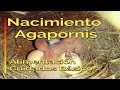 🐣NACIMIENTO🐣 de AGAPORNIS 🐦 Cría de Agapornis Alimentación y Cuidados Basicos / Birth of Lovebirds