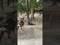 ラッキースケベ