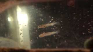 Cobitis fry eating different foods [HD]