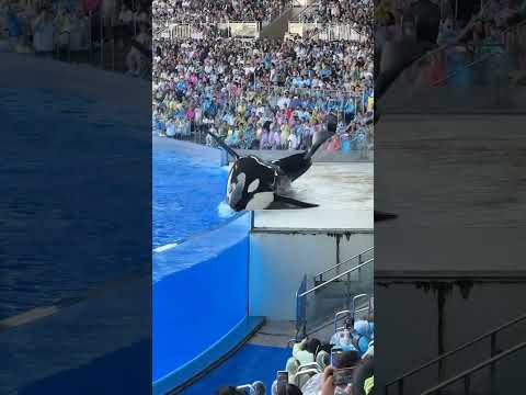 Orca Acrobatics on