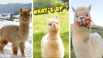 TikTok Động Vật Dễ Thương Nhất Thế Giới ❤️  Ký Sự Nuôi Lạc Đà Alpaca - Cười Sặc Màn Phun Nước Bọt #3